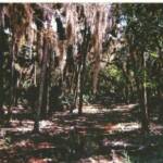 Feral, or wild, hogs are quite common and quite disruptive to native landscape. This hog trap was photographed in Myakka Park, where professional trappers are paid to harvest them out. (The trap is deep in the very center of the photo)