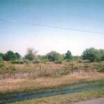 This mostly native rangeland lies between the north border of Myakka State Park and the ranch where a miniature horse was attacked by an unknown animal last month ( March 2010)