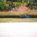 This dead feral hog appears to have been killed around the same time as the horse was attacked less tha a mile away. Hmmmm…. ( see mailbag for more on this)